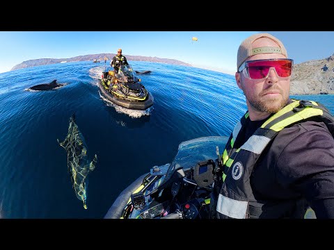 Видео: 3 дня на отдаленном острове в окружении дельфинов