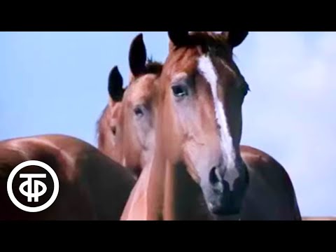 Видео: Буденновские кони. Документальный фильм (1973)