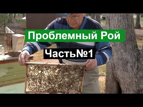 Видео: Пасека #115 Проблемный Рой ,  Почему Рой Бастует /  Пчеловодство для начинающих