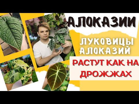 Видео: Как вырастить АЛОКАЗИЮ? Показываю от А до Я