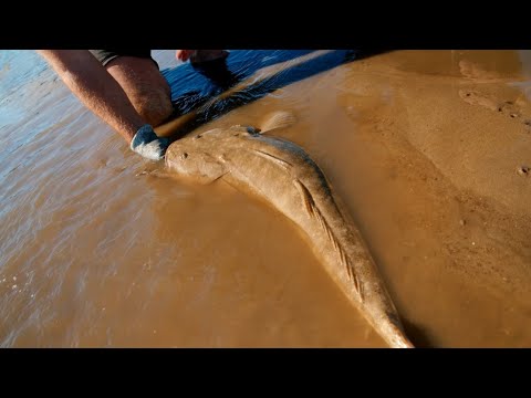 Видео: Полное руководство по ловле плоскоголовой рыбы