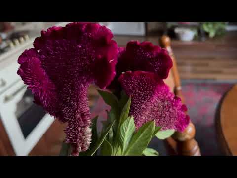 Видео: С утра пораньше приубралась) варенье из айвы) И после всех дел к подруге, жарим рыбу 💯