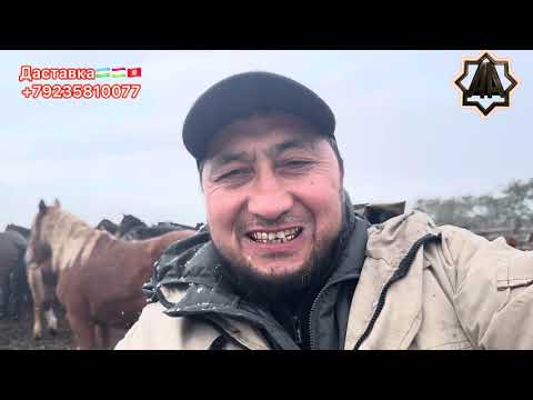 Видео: Г Абакан Чемпион Чиқан уйридан Қулун Тойлар Савдога Чиқарилди. 16.10.2025 йил