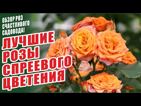 Видео: ЛУЧШИЕ РОЗЫ СПРЕЕВОГО ЦВЕТЕНИЯ. БЕCПРОБЛЕМНЫЕ СОРТА РОЗ. СПРЕЙ РОЗЫ. ЛУЧШИЕ СОРТА РОЗ. РОЗЫ В САДУ.