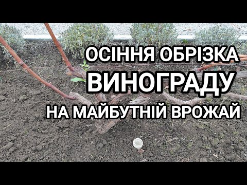 Видео: Обрізка винограду  восени для новачків. Довга та коротка обрізка винограду