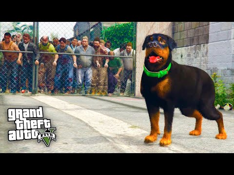 Видео: ИГРАЮ ЗА СОБАКУ В ЗОМБИ АПОКАЛИПСИС!! ИЩЕМ ХОЗЯИНА! - GTA 5 (МОДЫ ГТА 5)