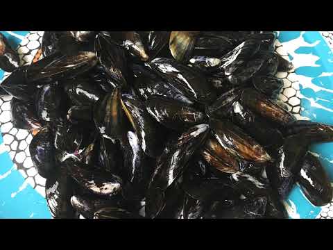 Видео: Как правильно почистить мидии перед употреблением в домашних условиях
