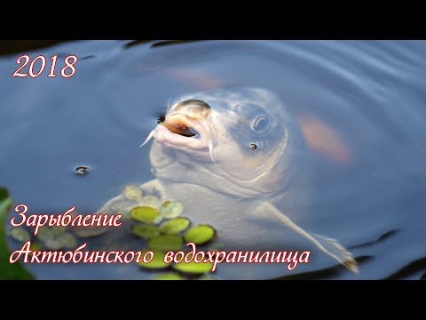 Видео: Зарыбление Актюбинского водохранилища 2018