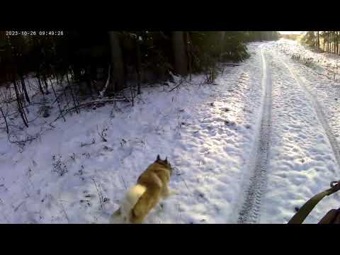 Видео: ОХОТА НА ЛОСЯ С ЛАЙКОЙ