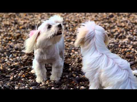 Видео: Копия видео Прогулка с мальтезе на пляже