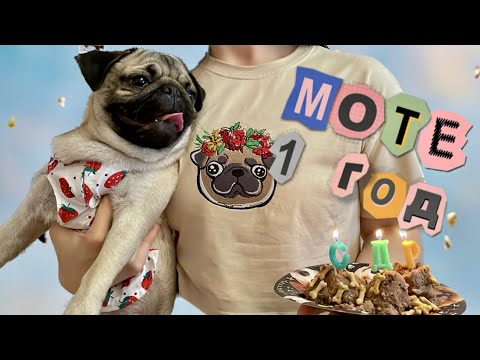 Видео: МОТЕ 1 ГОД🎂 День рождения мопса | VLOG