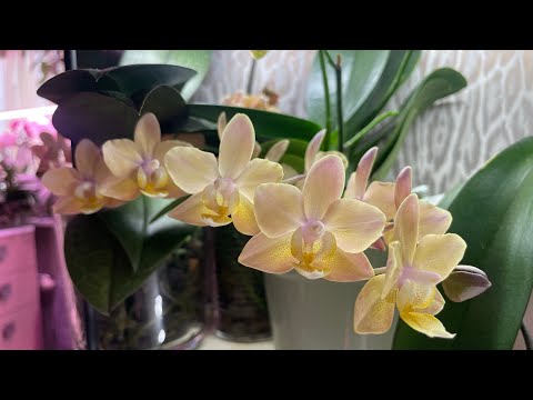Видео: Орхидеи  цветут! Парфюмерки стандарты, бабочки и одна растрёпa.