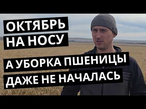 Видео: Чечевица и ячмень — позади. Впереди главное: пшеница!