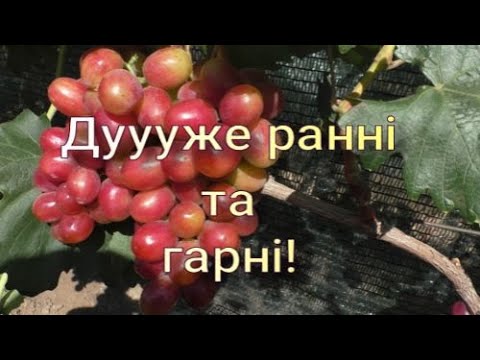 Видео: Дуже ранні сорти винограду 2025р. (частина 2)