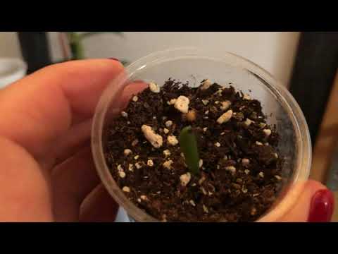 Видео: 🌺 Комната для адениумов.  Подсветка, подогрев, как растут мои малыши