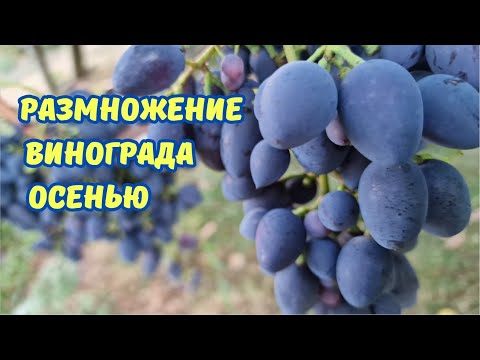 Видео: Размножение винограда черенком.