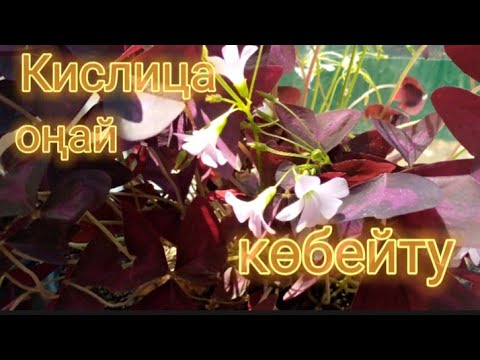 Видео: Көбелек гүлін көбейту және оңай өсіру 🌿Кислица гүлі 🌿 Гүлдер әлемі.Үй гүлдері.