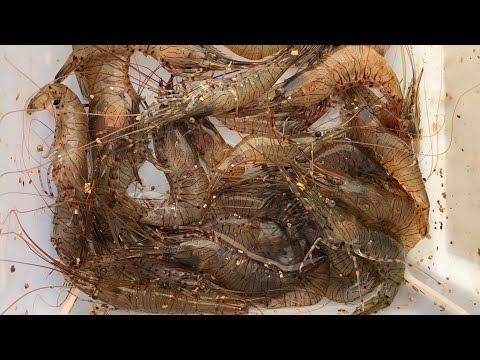 Видео: Как ловить/собирать живых креветок — моя лучшая наживка для окуня