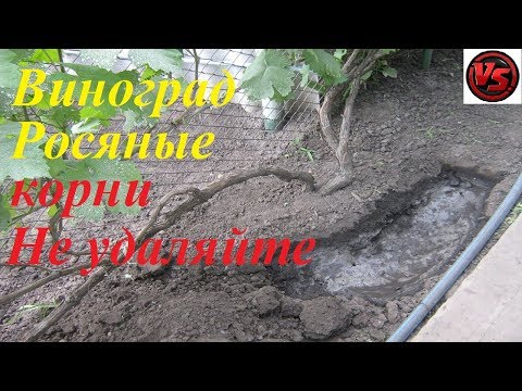 Видео: Виноград росяные поверхностные корни не удаляйте
