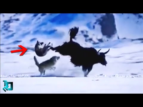 Видео: Волки Такого не Ожидали / Сумасшедшие Сражения Животных, Снятые на Камеру