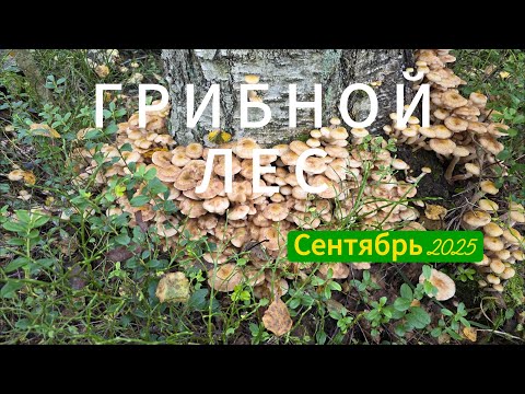 Видео: ГРИБНОЙ ЛЕС. Очень много грибов. Сентябрь 2025