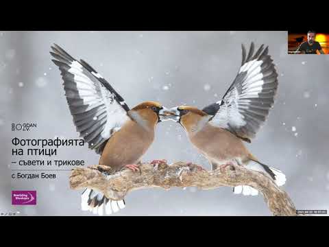 Видео: Фотографията на птици - съвети и трикове с Богдан Боев