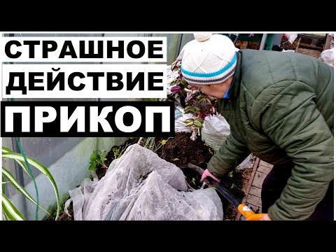 Видео: Нервным и ворчунам НЕ смотреть. Это страшное слово- ПРИКОП. Зимовка растений без потерь