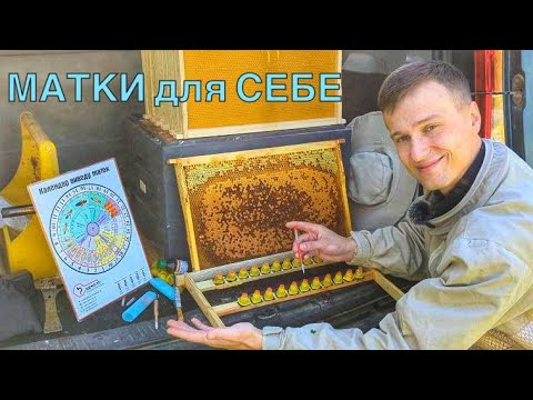 Видео: Виведення Бджолиних Маток покроково. Виведення маток в себе на пасіці. Як зекономити?