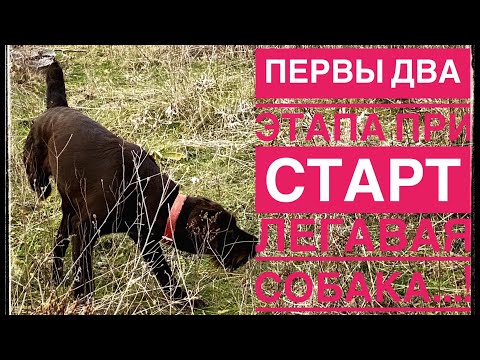 Видео: Первы два этапа при натаска легавая собака !