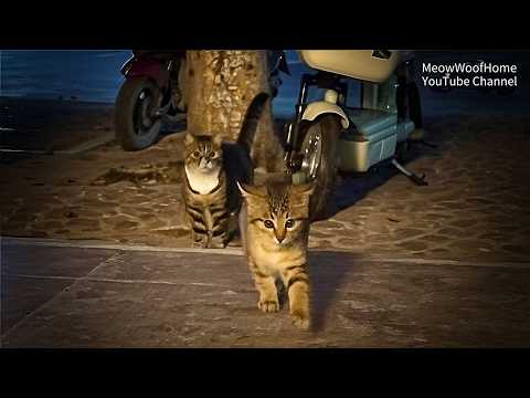 Видео: Бездомный Котёнок Пришел К Моей Двери и Постоянно Оглядывался—За Ним Оказалась Кошка-Мама