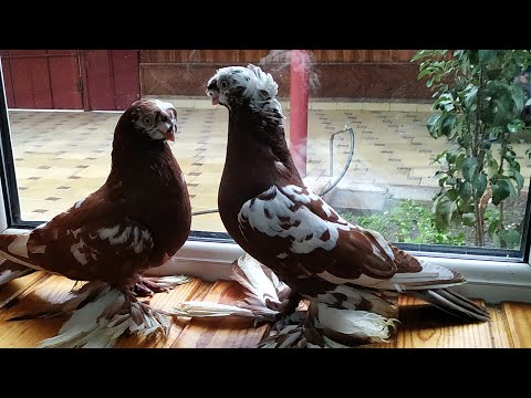 Видео: Инбридинг голубей и его последствия.