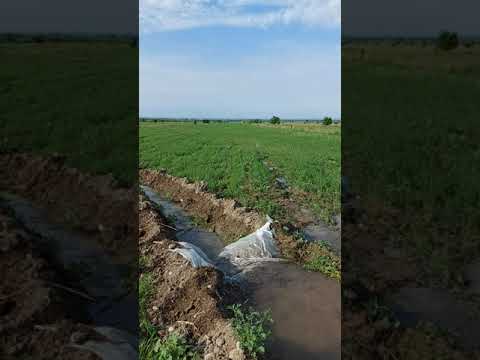 Видео: Жоңышқа егу, Тазабеков Тұрғанғали шаруа қожалығы.  Джея жоңышқасы.