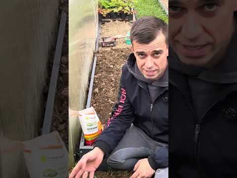 Видео: Сажаем чеснок правильно 