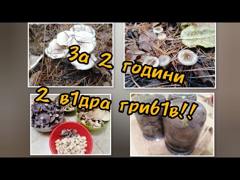 Видео: БАГАТО різних ГРИБІВ у жовтні назбирали‼️Не очікували такого‼️