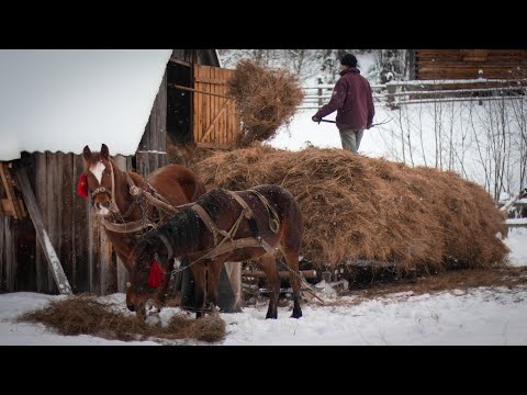 Видео: Перевозка сіна в Карпатах 2022. По сіно на биндюгах. Як гуцули сіно звозили зимою з високогір'я.