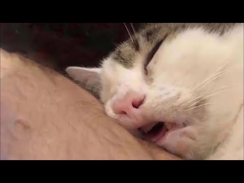 Видео: ПОСМОТРИМ, КАК ДОЛГО ТЫ СМОЖЕШЬ СДЕРЖИВАТЬ СМЕХ!😂СМЕШНЫЕ ЖИВОТНЫЕ!🙀