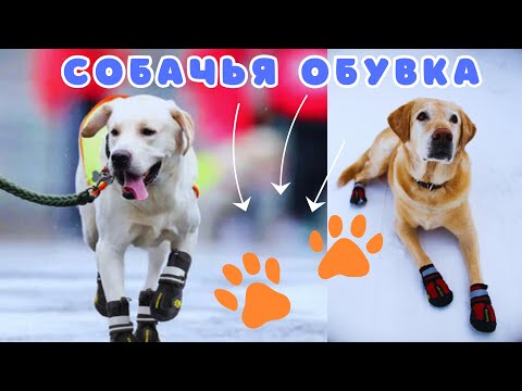 Видео: 🐕📝🐾 Как выбрать собаке обувку?