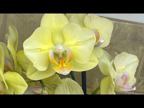 Видео: Освещение орхидей и комнатнвх растений. 🦋🦋🦋 Фитолампы #подсветка #фитолампа #samsung
