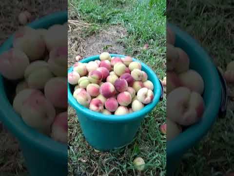 Видео: персики 🍑 Хасанский клон Железова,Маньчжурский, Раконевецкий.