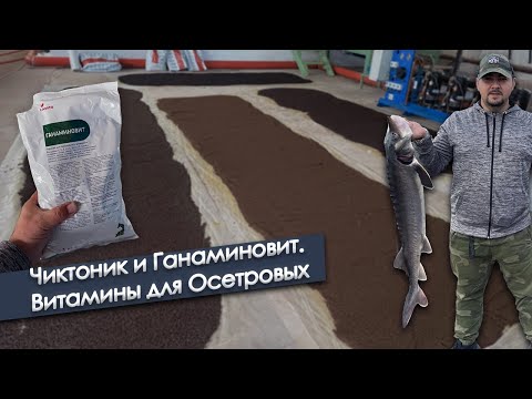 Видео: Чиктоник и Ганаминовит / Витамины для Осетровых
