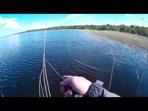 Видео: Mepps Aglia Long 2 VS Jackall Squad Minnow 80. Делают всю рыбалку.