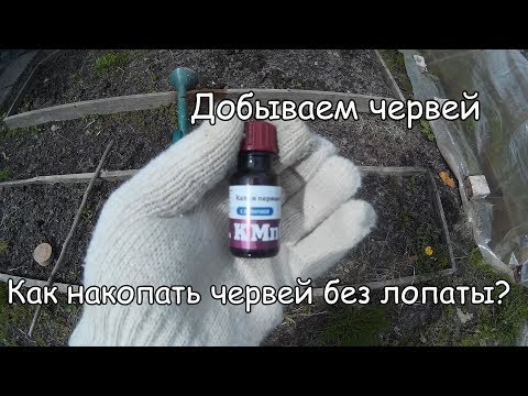 Видео: как накопать червей без лопаты