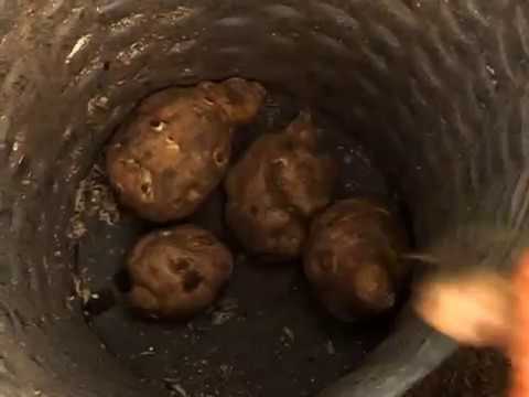 Видео: Разумный огород. Топинамбур