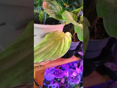 Видео: Обзор моих растений. Часть 3 🌿 #succulent #echeveria #haworthia #cactus #crassula #urbanjungle