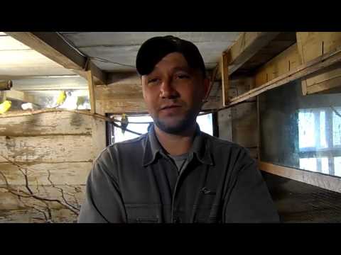 Видео: Результат расследования. Переселение птенцов волнистиков.