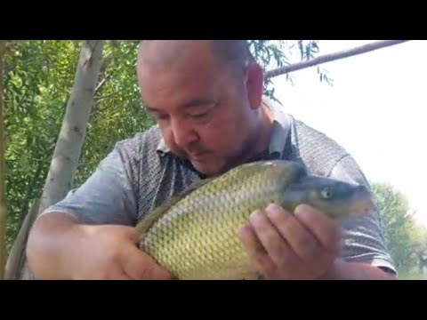 Видео: Андижон балик ови
