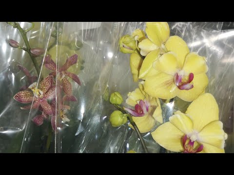 Видео: Лемана Про:ПОТРЯСАЮЩИЙ привоз ОРХИДЕЙ! 13.11.25,Самара, ТЦ Космопорт, ул.Дыбенко, 30. 