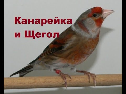 Видео: Щегол и Канарейка. Про разведение гибридов.