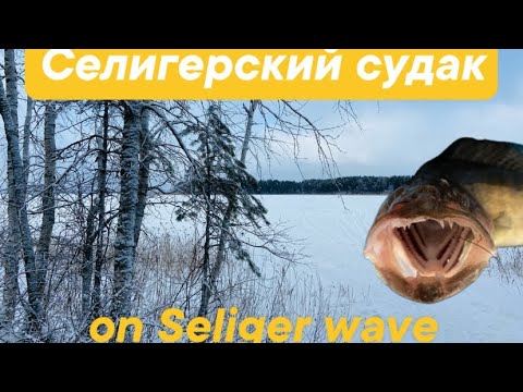 Видео: Селигерский судак