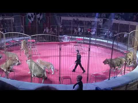 Видео: ***ИМПЕРИЯ ЛЬВИЦ***